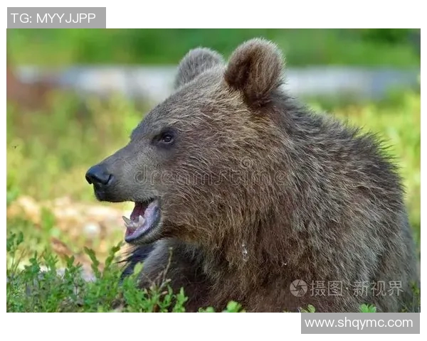 灰熊生存现状及其栖息地保护措施探讨